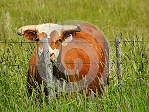 Cow Behind Barbed Wire Fence Looking at Passersby photo