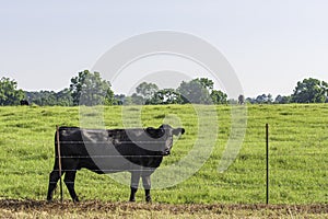 Cow behind fence looking out from pasture