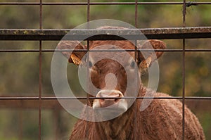 Cow behind a fence in the rain.