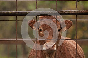 Cow behind a fence in the rain.