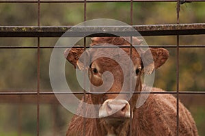 Cow behind a fence in the rain. photo
