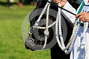 Cow being judged