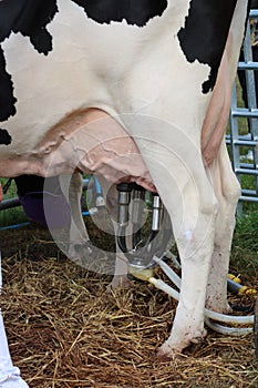 Cow being milked photo
