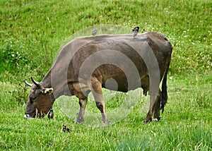 Cow being pecked by birds