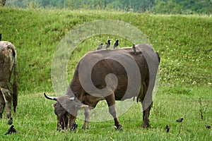 Cow being pecked by birds photo