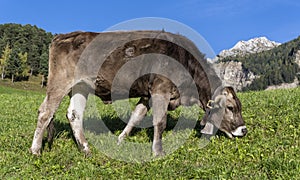 Cow Bell Dolomites Italy