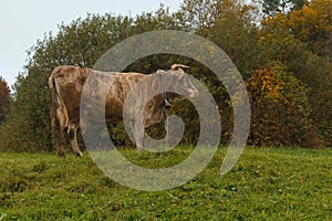 Cow and a bell graze in a meadow