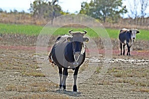 a cow with a big bell, cow horns