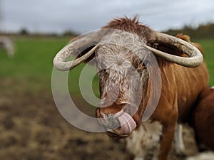 A cow with big horns licks its nose