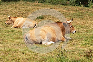 Cow with big horns resting in the pasture. Cattle in Asturias. Livestock in nature