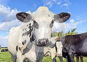 Cow black eyes and white fur, looking, in front of a blue sky