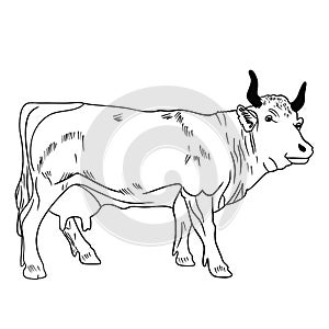 Cow with black horns on a white background, a sacred animal