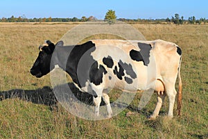 Cow of black-and-white breed