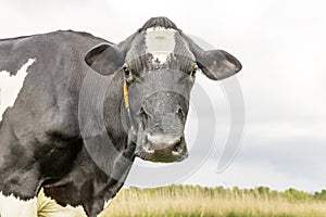 Cow black and white, front looking portrait of a mature and calm bovine, pink nose, medium shot