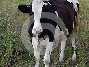 Cow black with white spots