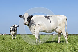 Cow black and white, udder large and full and mammary veins, a green field and a blue sky