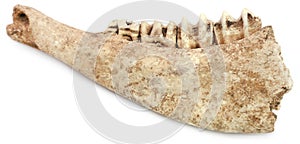 Cow bone of Jaw