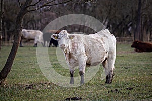 Cow Bos primigenius, Bos taurus in a meadow