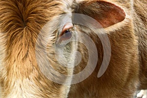 Cow and cow bothersome flies (face fly) photo