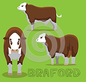 Cow Braford Cartoon Vector Illustration