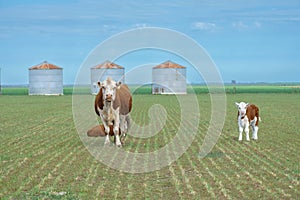 Cow breed Polled Hereford with her calvesfield. copy-space