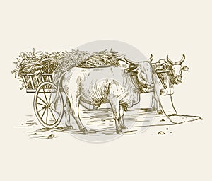 cow breeding. animal husbandry. livestock. vector sketch on a grey background