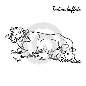 cow breeding. animal husbandry. livestock. vector sketch on a white background