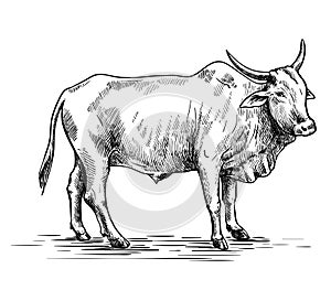 cow breeding. animal husbandry. livestock. vector sketch on a white background