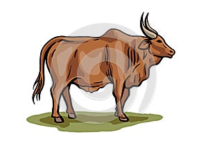 cow breeding. animal husbandry. livestock. vector sketch on a white background