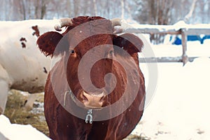 Cow brown, close-up portrait. Cattle in the paddock outdoors in winter. A chestnut-colored horned cow with horns in the snow