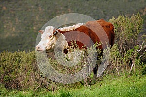Cow In The Brush