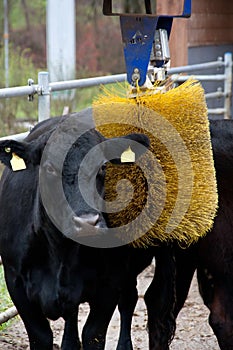 Cow with brush massage device