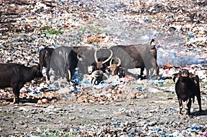 Cow and buffalos eating trash from illegal landfill