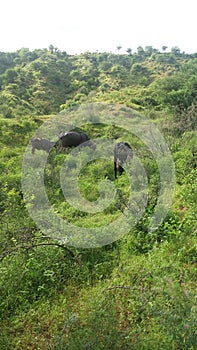 Cow Buffalos graze in forest.