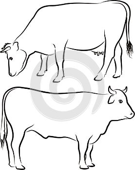 Cow and bull