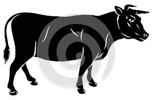 Cow or bull beef illustration