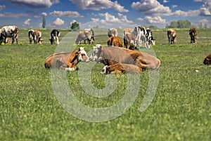 Cow, Bull and Calf Resting and Relaxing in the Meadow