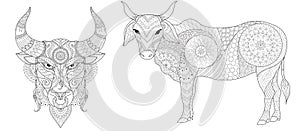 Cow and bull collection for printing and coloring book page for anti stress. Vector illustration