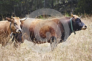 Cow and bull in the countryside. Cattle, livestock