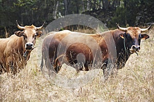 Cow and bull in the countryside. Cattle, livestock. Horizontal