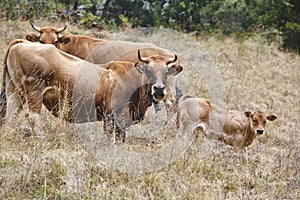 Cow and bull in the countryside. Cattle, livestock. Horizontal