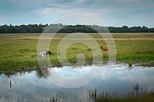 A cow and a bull lie in a pasture near the river in cloudy weather. Summer landscape with cows