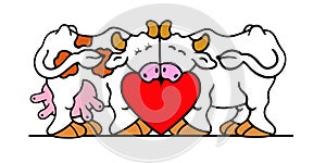 The cow and the bull are in love and very close, embracing a big heart between them