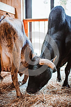 Cow and bull in the paddock. Keeping animals on the farm. Contact zoo