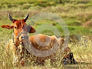 Cow/bull relaxing on a patch of grass, Islamabad, Pakistan