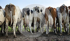 Cow buttocks in a row, butts with udders of a herd of cows