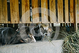 Cow in the cage