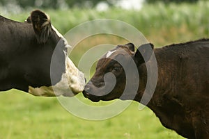 Cow and Calf