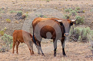 Cow and Calf