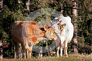 Cow and calf